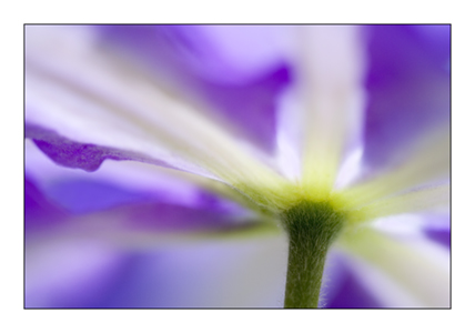 Purple Clematis 1